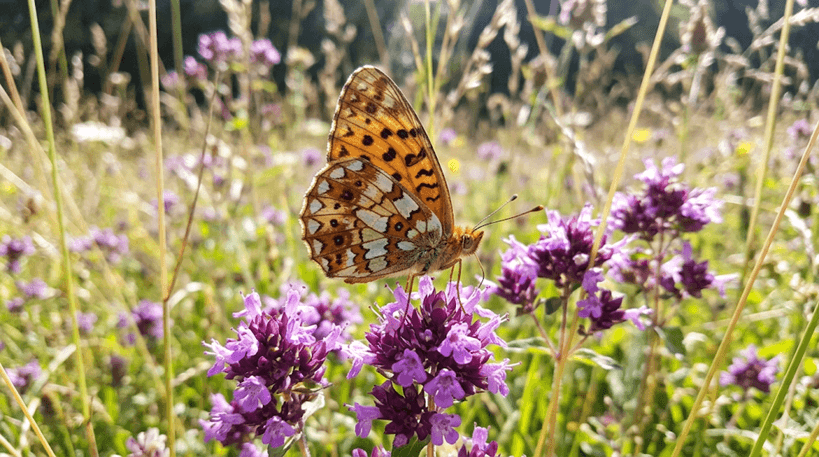 Silver-bordered Fritillary